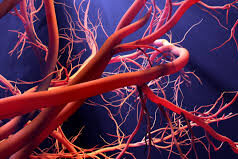 microcirculation