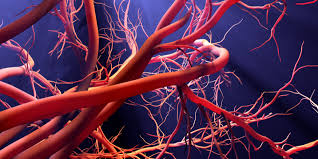 microcirculation